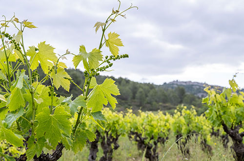 languedoc roussillon